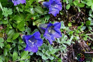 gentiana angustifolia(2)